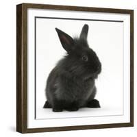 Young Black Lionhead-Cross Rabbit-Mark Taylor-Framed Photographic Print