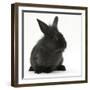 Young Black Lionhead-Cross Rabbit-Mark Taylor-Framed Photographic Print
