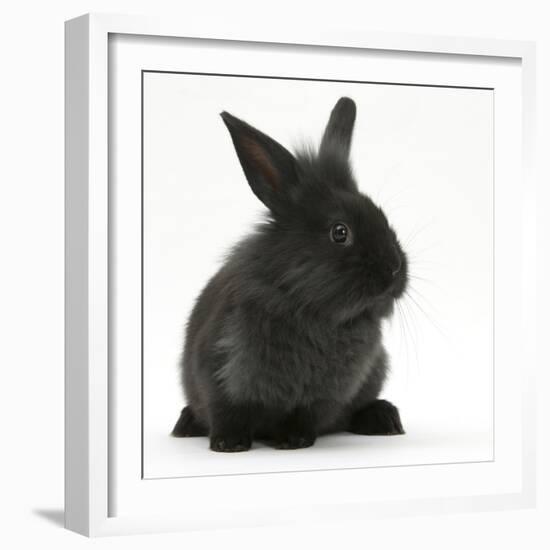 Young Black Lionhead-Cross Rabbit-Mark Taylor-Framed Photographic Print