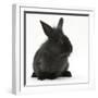 Young Black Lionhead-Cross Rabbit-Mark Taylor-Framed Photographic Print