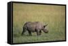 Young Black Rhinoceros-DLILLC-Framed Stretched Canvas