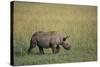 Young Black Rhinoceros-DLILLC-Stretched Canvas