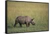 Young Black Rhinoceros-DLILLC-Framed Stretched Canvas