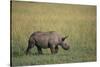 Young Black Rhinoceros-DLILLC-Stretched Canvas