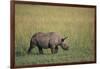 Young Black Rhinoceros-DLILLC-Framed Photographic Print