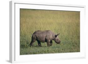 Young Black Rhinoceros-DLILLC-Framed Photographic Print