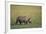 Young Black Rhinoceros-DLILLC-Framed Photographic Print