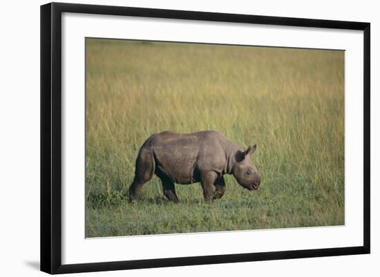 Young Black Rhinoceros-DLILLC-Framed Photographic Print