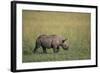 Young Black Rhinoceros-DLILLC-Framed Photographic Print