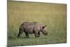 Young Black Rhinoceros-DLILLC-Mounted Photographic Print