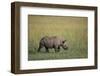 Young Black Rhinoceros-DLILLC-Framed Photographic Print