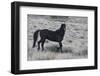 Young black stallion prancing-Ken Archer-Framed Photographic Print