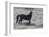 Young black stallion prancing-Ken Archer-Framed Photographic Print