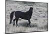 Young black stallion prancing-Ken Archer-Mounted Photographic Print