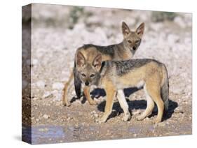 Young Blackbacked Jackals (Canis Mesomelas), Etosha National Park, Namibia, Africa-Steve & Ann Toon-Stretched Canvas