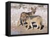 Young Blackbacked Jackals (Canis Mesomelas), Etosha National Park, Namibia, Africa-Steve & Ann Toon-Framed Stretched Canvas
