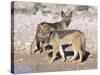 Young Blackbacked Jackals (Canis Mesomelas), Etosha National Park, Namibia, Africa-Steve & Ann Toon-Stretched Canvas