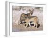 Young Blackbacked Jackals (Canis Mesomelas), Etosha National Park, Namibia, Africa-Steve & Ann Toon-Framed Premium Photographic Print
