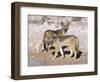 Young Blackbacked Jackals (Canis Mesomelas), Etosha National Park, Namibia, Africa-Steve & Ann Toon-Framed Photographic Print