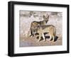 Young Blackbacked Jackals (Canis Mesomelas), Etosha National Park, Namibia, Africa-Steve & Ann Toon-Framed Photographic Print