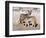 Young Blackbacked Jackals (Canis Mesomelas), Etosha National Park, Namibia, Africa-Steve & Ann Toon-Framed Photographic Print