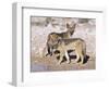 Young Blackbacked Jackals (Canis Mesomelas), Etosha National Park, Namibia, Africa-Steve & Ann Toon-Framed Photographic Print