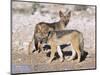 Young Blackbacked Jackals (Canis Mesomelas), Etosha National Park, Namibia, Africa-Steve & Ann Toon-Mounted Photographic Print