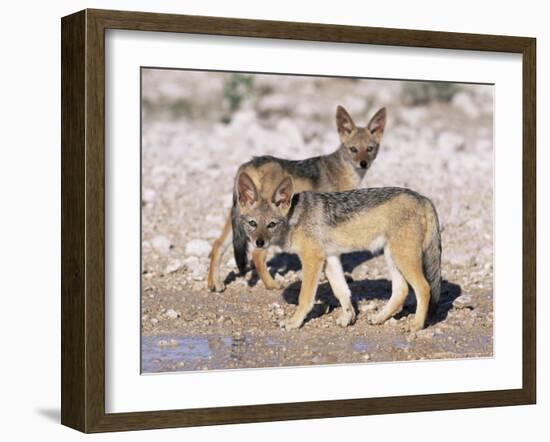 Young Blackbacked Jackals (Canis Mesomelas), Etosha National Park, Namibia, Africa-Steve & Ann Toon-Framed Photographic Print