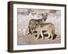 Young Blackbacked Jackals (Canis Mesomelas), Etosha National Park, Namibia, Africa-Steve & Ann Toon-Framed Photographic Print