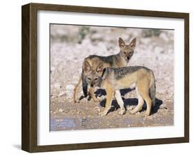 Young Blackbacked Jackals (Canis Mesomelas), Etosha National Park, Namibia, Africa-Steve & Ann Toon-Framed Photographic Print