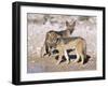 Young Blackbacked Jackals (Canis Mesomelas), Etosha National Park, Namibia, Africa-Steve & Ann Toon-Framed Photographic Print