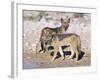 Young Blackbacked Jackals (Canis Mesomelas), Etosha National Park, Namibia, Africa-Steve & Ann Toon-Framed Photographic Print