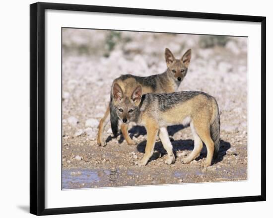 Young Blackbacked Jackals (Canis Mesomelas), Etosha National Park, Namibia, Africa-Steve & Ann Toon-Framed Photographic Print