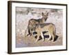 Young Blackbacked Jackals (Canis Mesomelas), Etosha National Park, Namibia, Africa-Steve & Ann Toon-Framed Photographic Print