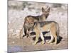 Young Blackbacked Jackals (Canis Mesomelas), Etosha National Park, Namibia, Africa-Steve & Ann Toon-Mounted Photographic Print