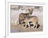 Young Blackbacked Jackals (Canis Mesomelas), Etosha National Park, Namibia, Africa-Steve & Ann Toon-Framed Photographic Print