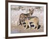 Young Blackbacked Jackals (Canis Mesomelas), Etosha National Park, Namibia, Africa-Steve & Ann Toon-Framed Photographic Print