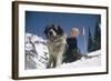 Young Blonde Boy on Skiis with St. Bernard Dog at Sun Valley Ski Resort, Idaho, April 22, 1947-George Silk-Framed Photographic Print