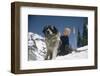 Young Blonde Boy on Skiis with St. Bernard Dog at Sun Valley Ski Resort, Idaho, April 22, 1947-George Silk-Framed Photographic Print