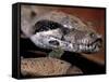 Young Boa Constrictor, Barro Colorado Island, Panama-Christian Ziegler-Framed Stretched Canvas