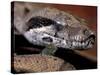 Young Boa Constrictor, Barro Colorado Island, Panama-Christian Ziegler-Stretched Canvas