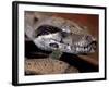 Young Boa Constrictor, Barro Colorado Island, Panama-Christian Ziegler-Framed Photographic Print