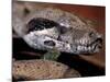 Young Boa Constrictor, Barro Colorado Island, Panama-Christian Ziegler-Mounted Photographic Print