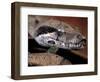 Young Boa Constrictor, Barro Colorado Island, Panama-Christian Ziegler-Framed Photographic Print