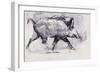 Young Boar, Bialowieza, Poland-Mark Adlington-Framed Giclee Print
