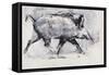 Young Boar, Bialowieza, Poland-Mark Adlington-Framed Stretched Canvas