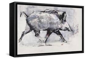 Young Boar, Bialowieza, Poland-Mark Adlington-Framed Stretched Canvas