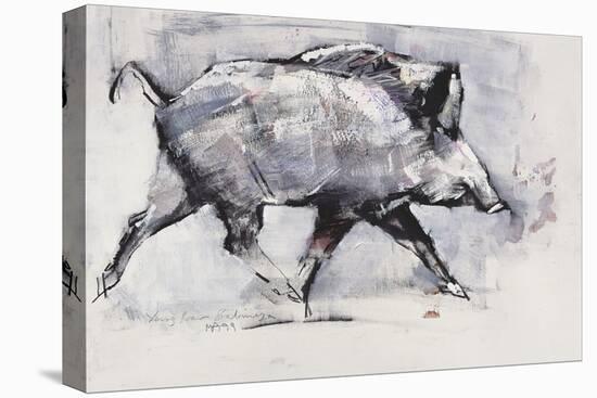 Young Boar, Bialowieza, Poland-Mark Adlington-Stretched Canvas