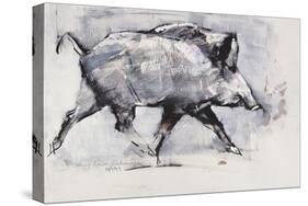 Young Boar, Bialowieza, Poland-Mark Adlington-Stretched Canvas