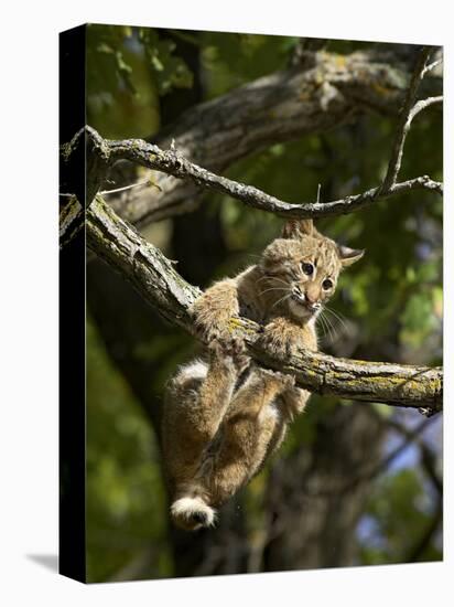 Young Bobcat Hanging onto a Branch, Minnesota Wildlife Connection, Sandstone, Minnesota, USA-James Hager-Stretched Canvas